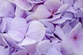 Soft violet Hortensia flower