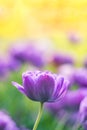 Soft violet tulip flower on a blurred yellow background