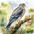 Soft Watercolor Illustration Of Gray Hawk Perched On Branch Royalty Free Stock Photo