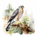 Soft Watercolor Illustration Of Pigeon Levant Sparrowhawk In Nature