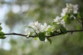 Soft white apple blossom in the spring