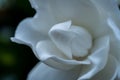 Soft White Center of Gardenia Bloom Royalty Free Stock Photo