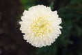 Soft white chrysantemum flower in full bloom against dark green