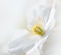 Soft white clematis flower