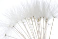 Soft white dandelion seeds