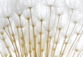 Soft white dandelion seeds