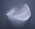 Soft white feather