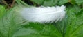 Soft white feather softly blow in the wind and land on green leaves