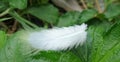 Soft white feather softly blow in the wind and land on green leaves Royalty Free Stock Photo