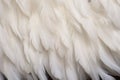 soft white feathers arrayed on a dove-shaped pattern Royalty Free Stock Photo