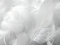 Soft white feathers close up background texture pattern design element Royalty Free Stock Photo