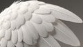 Soft white feathers create a delicate wing texture in artistic display Royalty Free Stock Photo