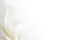 Soft white flower background Royalty Free Stock Photo