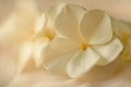 Soft white flowers resting on delicate fabric create a serene and calming atmosphere in the room Royalty Free Stock Photo