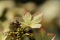 Soft white and pink flower and buds