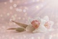 Soft, white pink daffodil flower, spring blossom on pastel background with blur lights. romantic floral card, composition Royalty Free Stock Photo