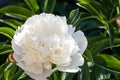 soft white rare variety of peony flower close-up, festive wedding