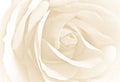 Soft white rose in close view