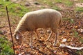 A soft white sheep dusty from the earth grazes the little grass left in the arid soil of the Balearics