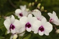 The soft whiteness of orchids