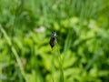 Soft-winged beetle - the malachite beetle (Malachius bipustulatus) with long body, the head and pronotum are brown