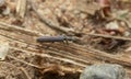 Soft-winged flower beetle, Dolichosoma lineare