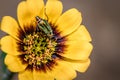 Soft-winged flower beetle genus hedybius on a yellow one-eye monster flower Osteospermum monstrosum