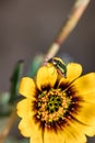 Soft-winged flower beetle genus hedybius on a yellow one-eye monster flower Osteospermum monstrosum