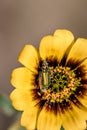 Soft-winged flower beetle genus hedybius on a yellow one-eye monster flower Osteospermum monstrosum