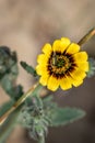 Soft-winged flower beetle genus hedybius on a yellow one-eye monster flower Osteospermum monstrosum