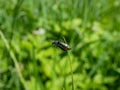 Soft-winged flower beetle - the malachite beetle Malachius bipustulatus with long body, the head and pronotum are brownish,