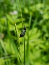 Soft-winged flower beetle - the malachite beetle Malachius bipustulatus with long body, the head and pronotum are brownish,