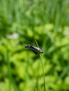 Soft-winged flower beetle - the malachite beetle Malachius bipustulatus with long body, the head and pronotum are brownish,