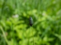 Soft-winged flower beetle - the malachite beetle Malachius bipustulatus with long body, the head and pronotum are brownish,