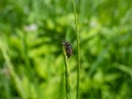 Soft-winged flower beetle - the malachite beetle Malachius bipustulatus with long body, the head and pronotum are brownish,