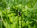 Soft-winged flower beetle - the malachite beetle Malachius bipustulatus with long body, the head and pronotum are brownish,