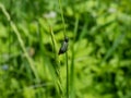 Soft-winged flower beetle - the malachite beetle Malachius bipustulatus with long body, the head and pronotum are brownish,