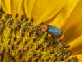 Soft Winged Flower Beetle