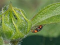 Soft Winged Flower Beetle