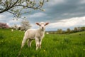 A baby lamb in a field in the spring Royalty Free Stock Photo