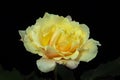 Soft yellow blooming rose close-up on a black background Royalty Free Stock Photo
