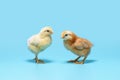 Soft yellow and brown little chickens are standing on a blue background