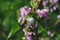 Soft yellow camouflaged thomisus onustus crab spider on blooming sage holding honey bee, blurry background Royalty Free Stock Photo