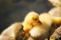 Young ducklings