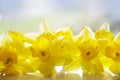 Soft yellow daffodils in back light Royalty Free Stock Photo
