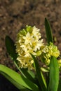 The soft yellow hyacinth of the \'City of Haarlem\' variety (Hyacinthus orientalis)