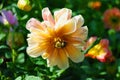 Soft yellow multi colored flower with bee in garden Royalty Free Stock Photo