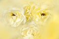 Soft yellow rose nature abstract background