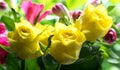 Soft yellow roses Royalty Free Stock Photo