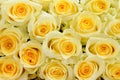 Soft yellow roses Royalty Free Stock Photo